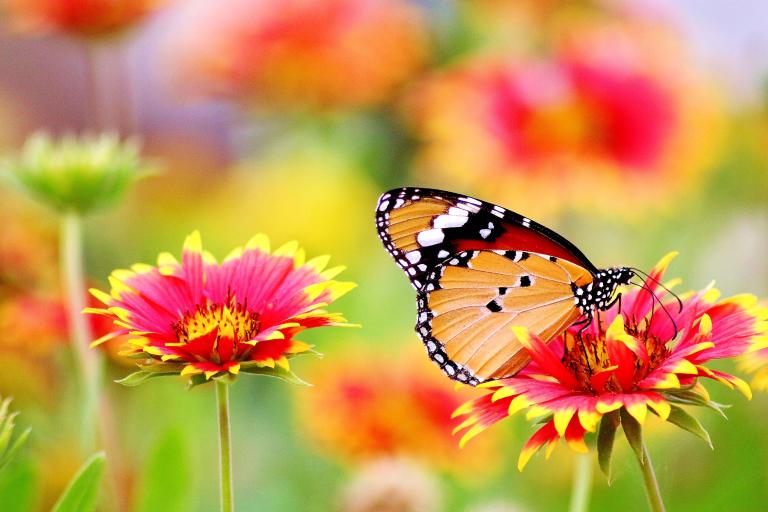 Butterfly on blooming blossom